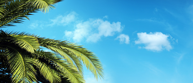 Green palm tree leaves over sunny blue sky