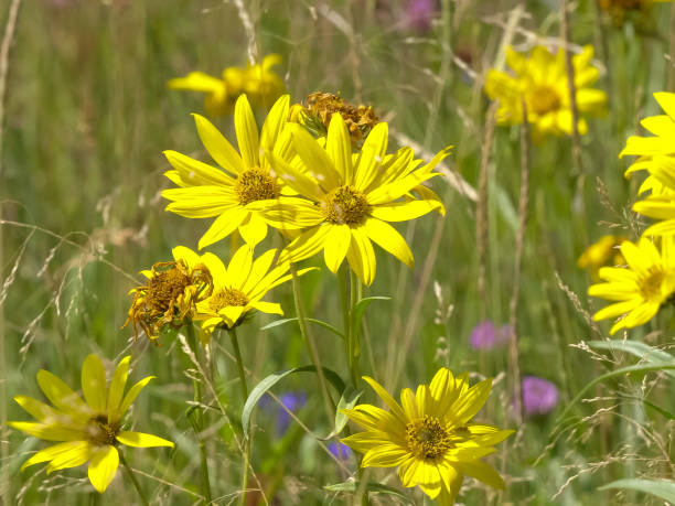 イエローストーン国立公園の黄色いアルニカの花 - montana mountain meadow flower ストックフォトと画像