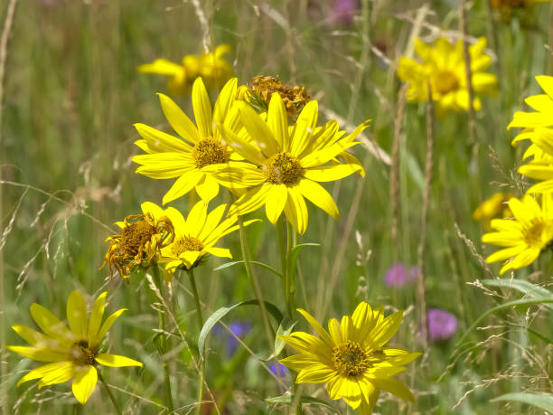 flores amarelas do arnica no parque nacional de yellowstone - montana mountain meadow flower - fotografias e filmes do acervo