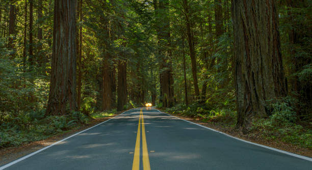 istock Road trip thru the Redwoods 1171624927