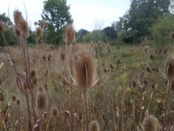istock spiky or sharp brown weeds or wildflower teasel plants 1171625106