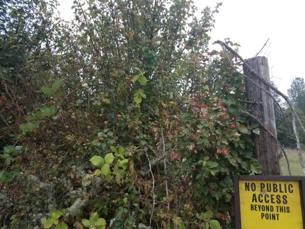 istock yellow no public access beyond this point sign with green plants 1171625107
