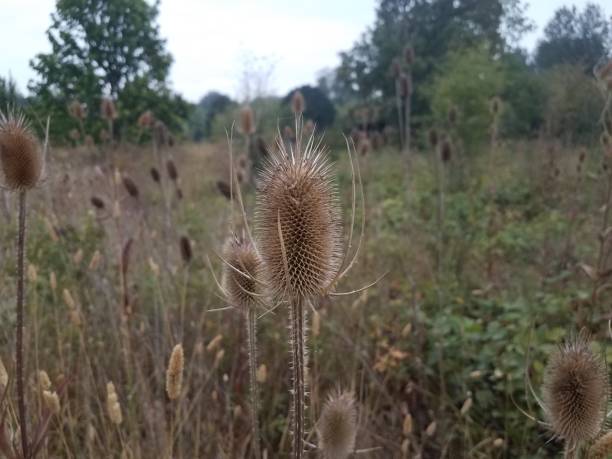 istock spiky or sharp brown weeds or wildflower teasel plants 1171625114