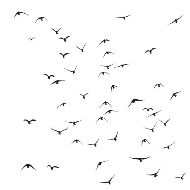 istock silhouette of a flock of flying birds 1171625795