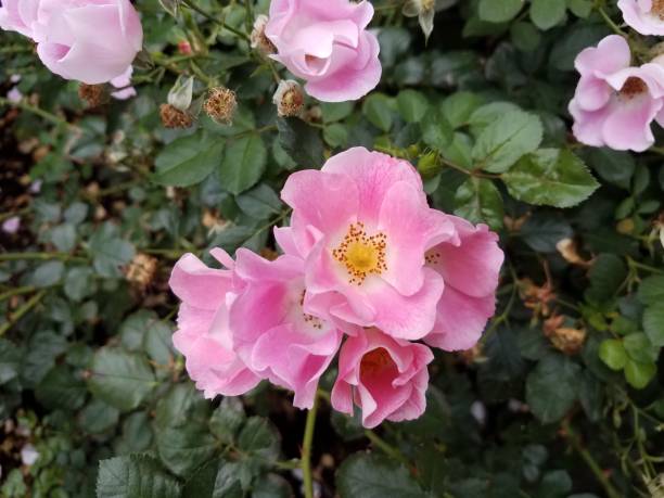 istock pink and yellow rose with green leaves 1171625880