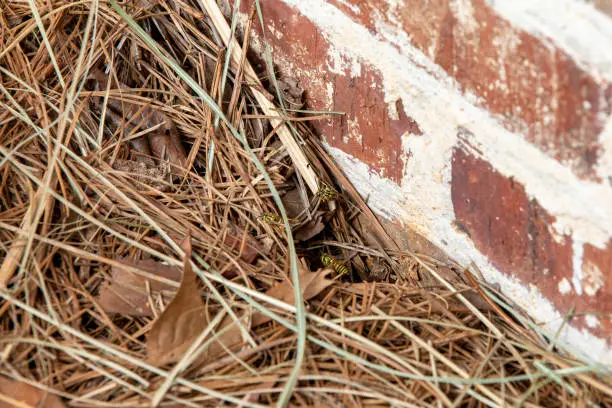 yellowjackets near their hole to their nest below the surface of the ground.