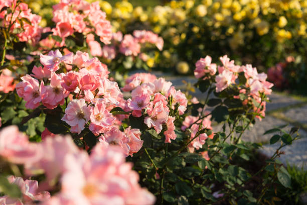 istock Rose garden in Park 1171626304