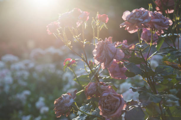 istock Rose garden in Park 1171626305
