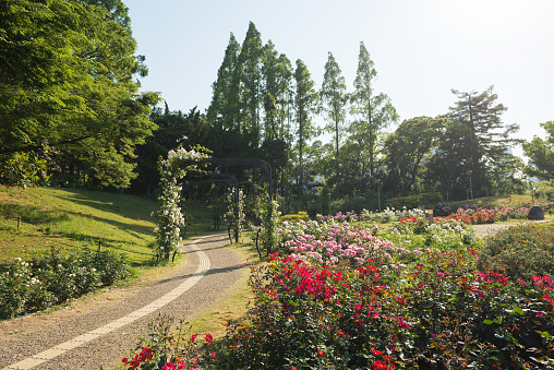 Rose garden in Park in Osaka