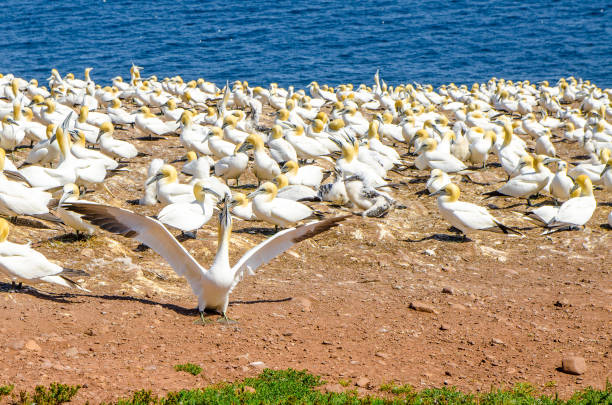 istock Colony of gannets on Bonaventure Island in Perce (Gaspesie) 1171626929