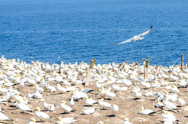 istock Colony of gannets on Bonaventure Island in Perce (Gaspesie) 1171626979