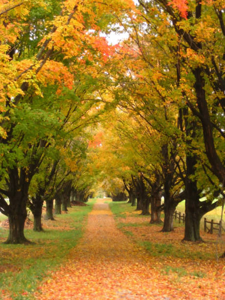 istock fall foliage and autumn colors in rural setting 1171627255