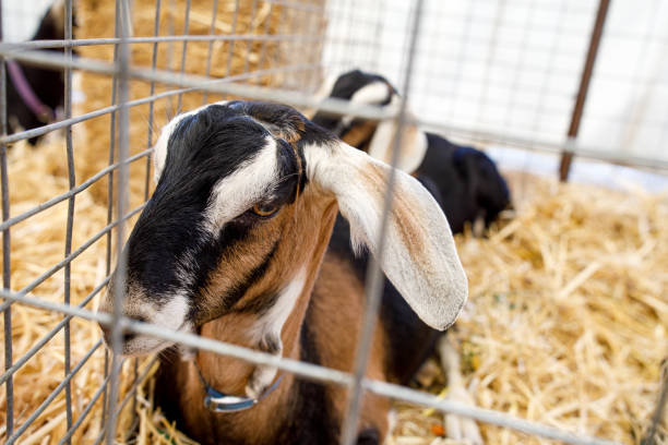 istock Goat At Petting Zoo At Fairground 1171627306