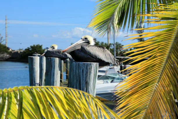istock Pelicans Resting on Wood Pilings in Water 1171628739