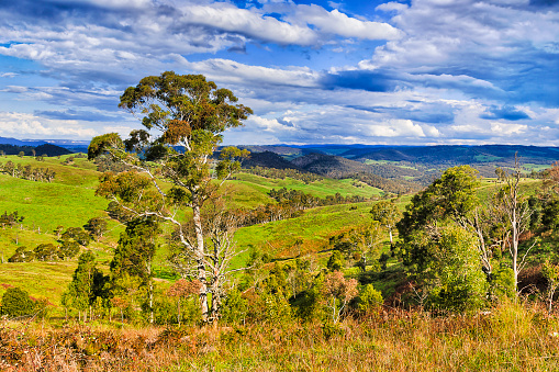 Lush green cultivated grazing pastsures on cattle growing properties in Blue Mountains of Australia on a sunny day.