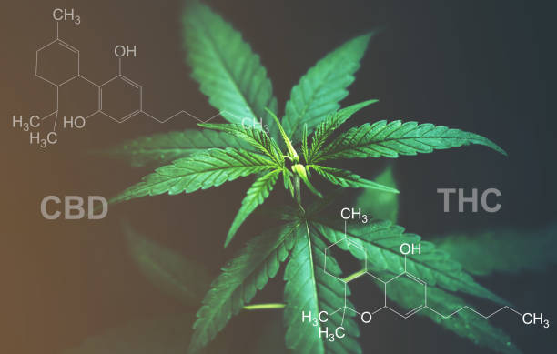 Marijuana leaves with cbd thc chemical structure Marijuana leaves with cbd thc chemical structure cannabidiol photos stock pictures, royalty-free photos & images
