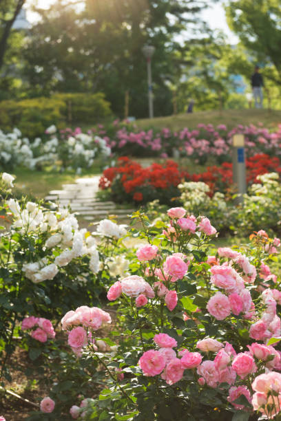 istock Rose garden in Park 1171629717