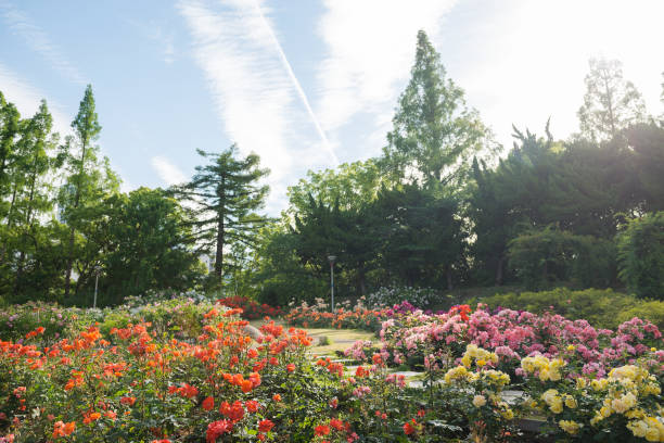istock Rose garden in Park 1171629850
