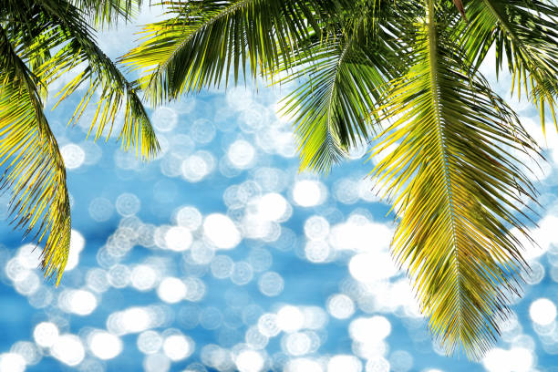 istock Green palm tree leaves over shiny blue sea water 1171630511