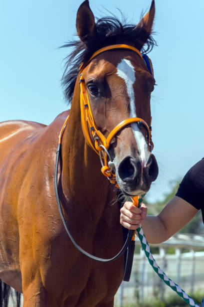 istock Arabian horse portrait. 1171633291