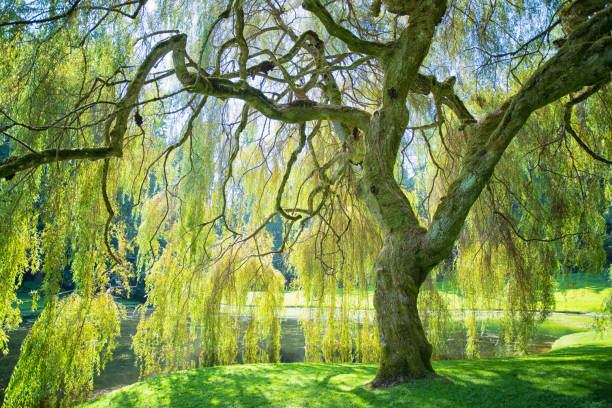 árvore de salgueiro weeping - weeping willow - fotografias e filmes do acervo