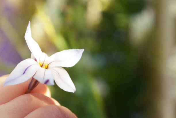 istock Beautiful Star Shape Flowers in Bloom 1171637629