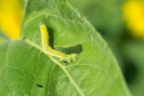 istock macro of green worm 1171638667