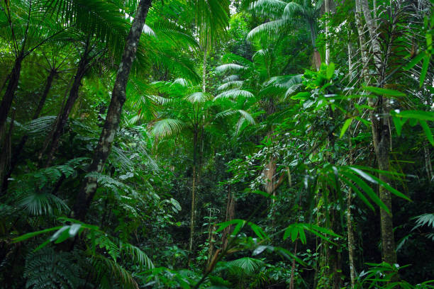 Tropical Amazon Forest stock photo