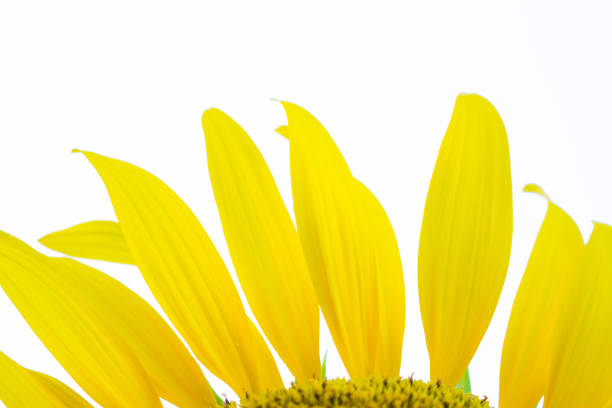 Sunflower isolated on white background