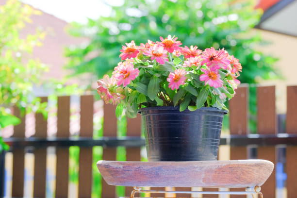 istock flower in a pot 1171639602