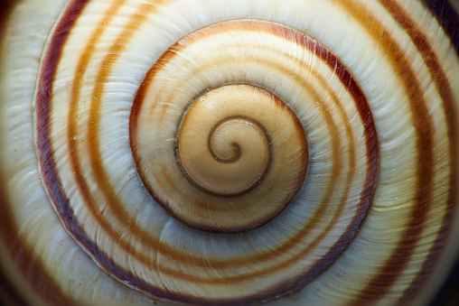 Shell of the snail, extreme close-up, full frame