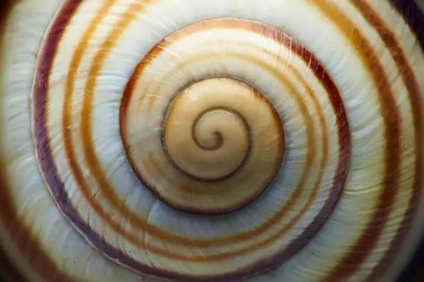 Macro shot of a snail shell.