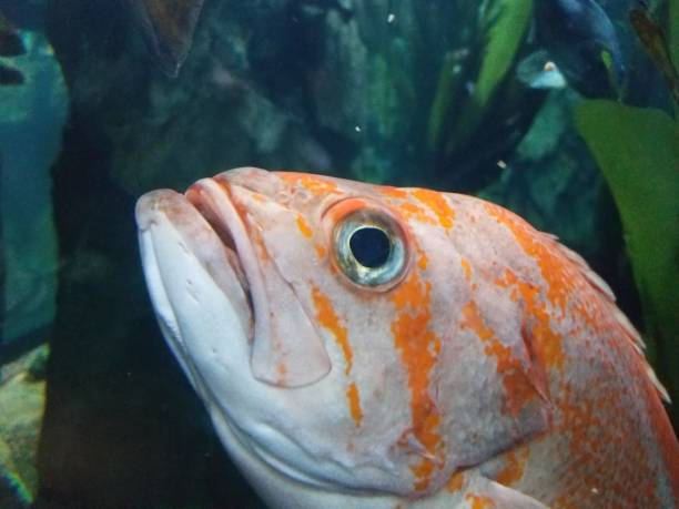 istock orange and white fish in the water 1171642502
