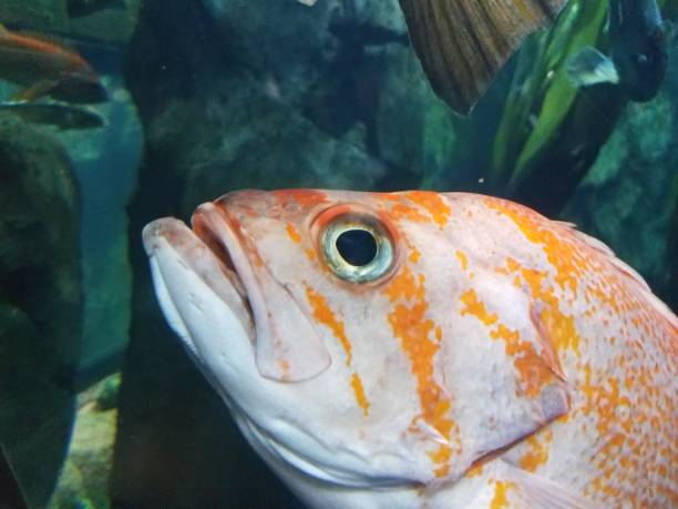 istock orange and white fish in the water 1171642513