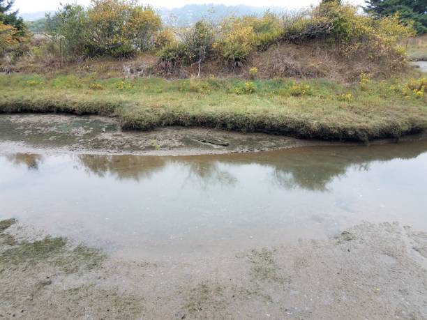 istock shore of river or stream and green grass 1171642523