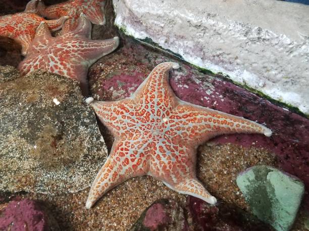 istock orange starfish walking or sitting in aquarium water 1171642581