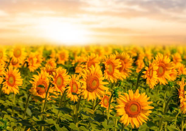 istock summer sunflower field at the dramatic sunset 1171643578