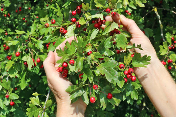 elderly senior woman harvesting picking ripe briar hawthorn  red forest berries. - senior women rose women flower bed imagens e fotografias de stock