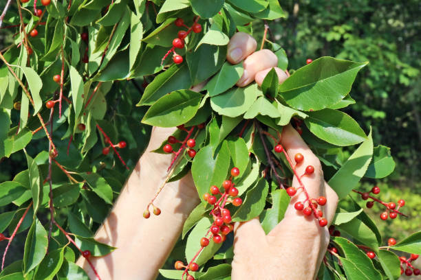 elderly senior woman harvesting picking unripe red  bird cherries forest  berries - senior women rose women flower bed imagens e fotografias de stock