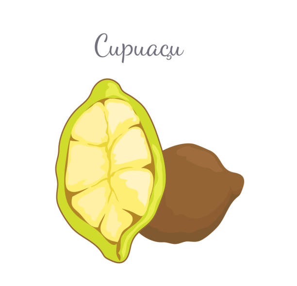 Cupuacu Exotic Cupuassu, Cupuazu and Copoasu Cupuacu exotic cupuassu, cupuazu and copoasu, tropical rainforest fruit whole and cut related to cacao vector. Dieting vegetarian icon, edible food theobroma stock illustrations