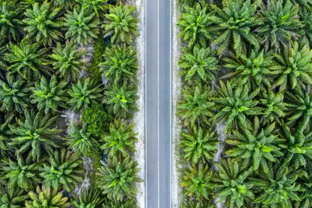 Aerial view and directly from above of some palm oil plantations in Indonesia with a road cutting trough it. On the island of Borneo (Kalimantan), heavy deforestation occur on a daily basis and the natural habitat is replaced mostly by palm oil trees due to an increase in demand worldwide.
