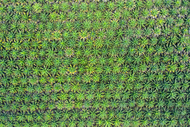 vista aérea de la plantación de aceite de palma en indonesia - kalimantan fotografías e imágenes de stock