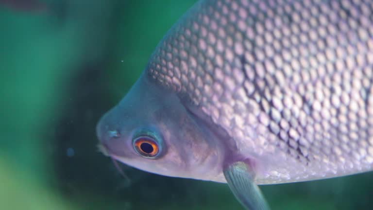 Shoal of Fish Free Stock Video Footage Download Clips Animals Shoal of Fish Free Stock Video Footage Download Clips Animals