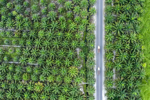 Aerial view and directly from above of some palm oil plantations in Indonesia with a road cutting trough it while two trucks pass along at high speed. On the island of Borneo (Kalimantan), heavy deforestation occur on a daily basis and the natural habitat is replaced mostly by palm oil trees due to an increase in demand worldwide.