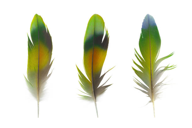istock Beautiful collection parrot lovebird feather isolated on white background 1171646636