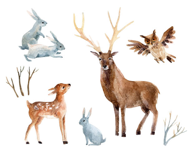 ilustraciones, imágenes clip art, dibujos animados e iconos de stock de ciervo de acuarela con cervatillo, conejos, aves aisladas sobre fondo blanco. - conejo animal
