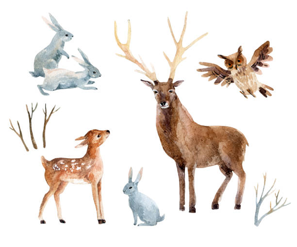 illustrations, cliparts, dessins animés et icônes de cerfs d'aquarelle avec le faon, lapins, oiseaux d'isolement sur le fond blanc. - faon