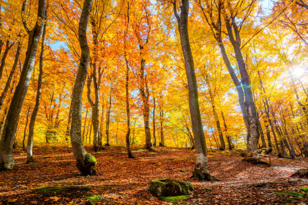istock Autumn forest background with sun and vibrant leaves 1171648884