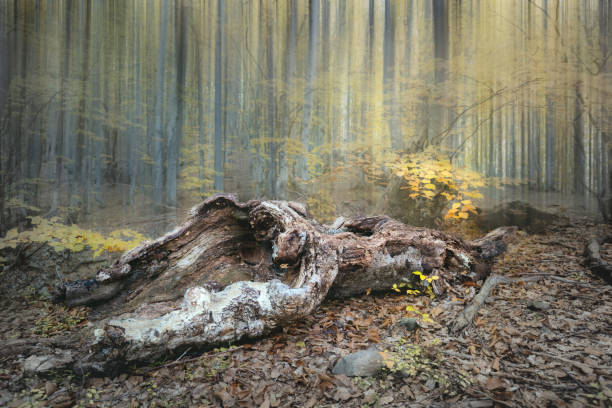 Mist Dramatic forest landscape - old wild forest in autumn season