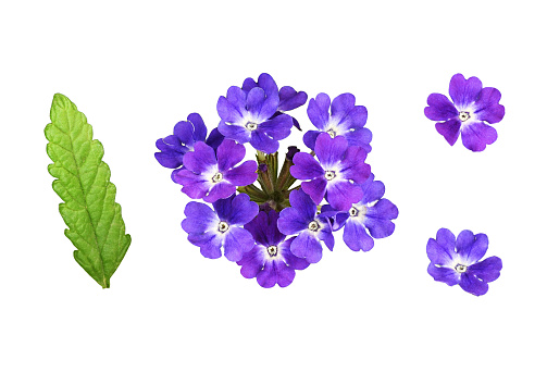 Set of purple verbena flowers and leaves isolated on white